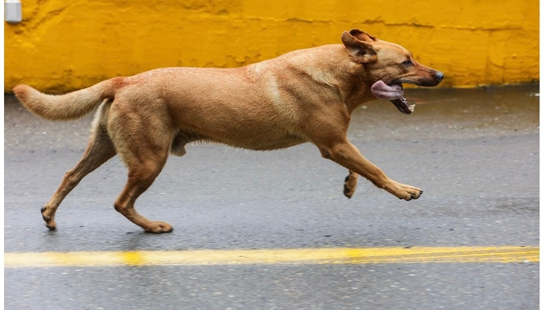 Dog running in the street — BERT shoe blog