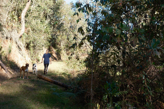 Why Dogs are the Best Outdoor Companions
