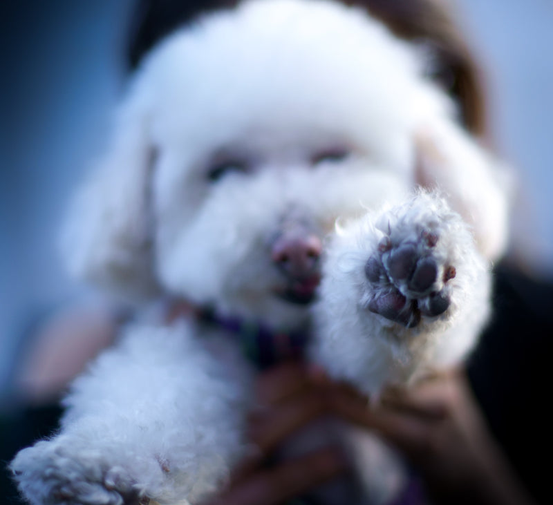 Animal Dignity — BERT shoe blog