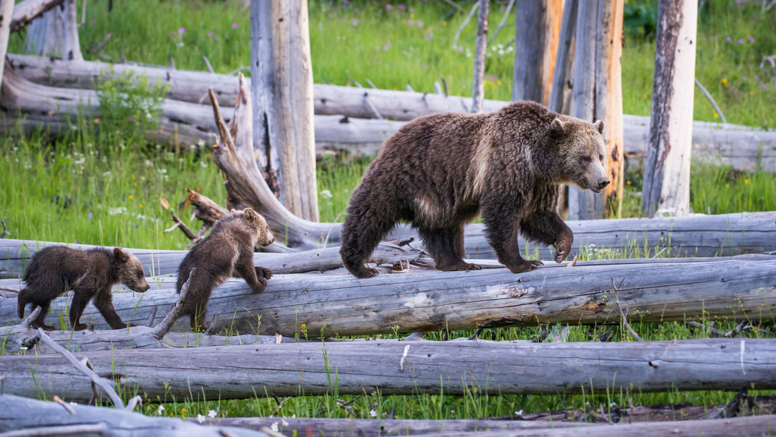 What to Do If You Encounter a Bear